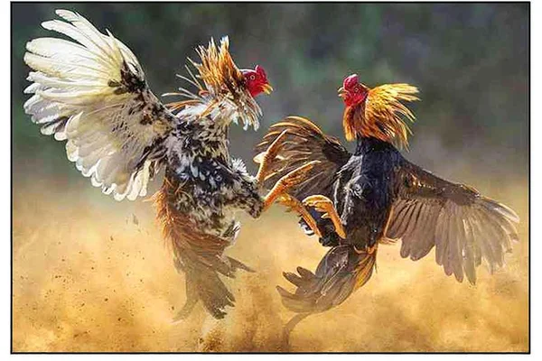 Championship Cockfighting Arena Derbies at 99Jili